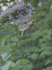 Homoeosoma electella