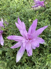 Colchicum