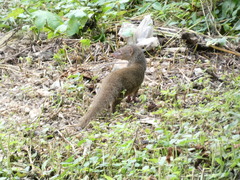 Urva auropunctata