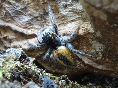 Philaeus chrysops