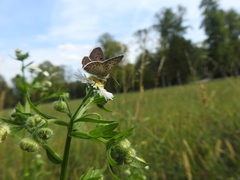 Lycaena tityrus