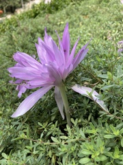 Colchicum