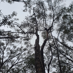Corymbia eximia