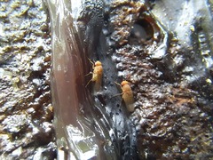 Drosophilidae