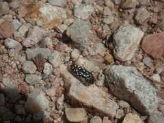 Acmaeodera rubronotata
