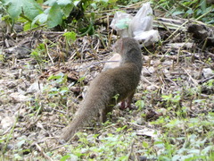 Urva auropunctata
