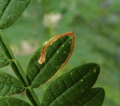 Phytoliriomyza jacarandae