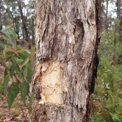 Corymbia eximia