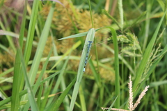 Enallagma durum
