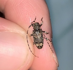 Astyleiopus variegatus