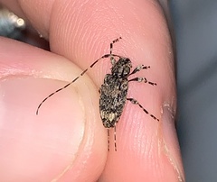 Astyleiopus variegatus