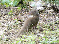 Urva auropunctata