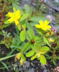 Hypericum boreale