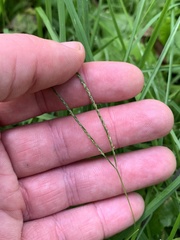 Digitaria ischaemum