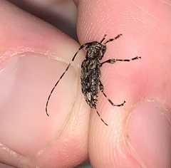 Astyleiopus variegatus