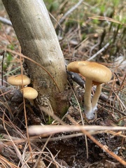 Desarmillaria caespitosa