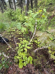 Ozomelis stauropetala