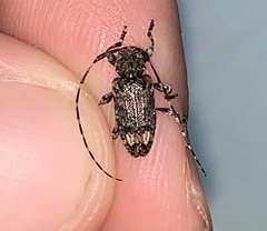 Astyleiopus variegatus