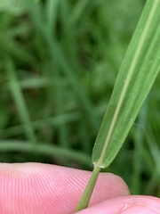 Digitaria ischaemum