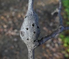 Callirhytis quercussuttoni