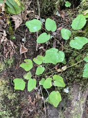 Vancouveria hexandra