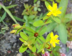Hypericum boreale