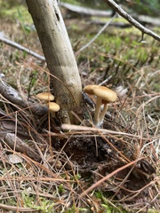 Desarmillaria caespitosa