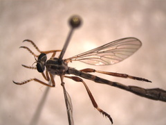 Leptogaster arida