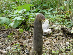 Urva auropunctata