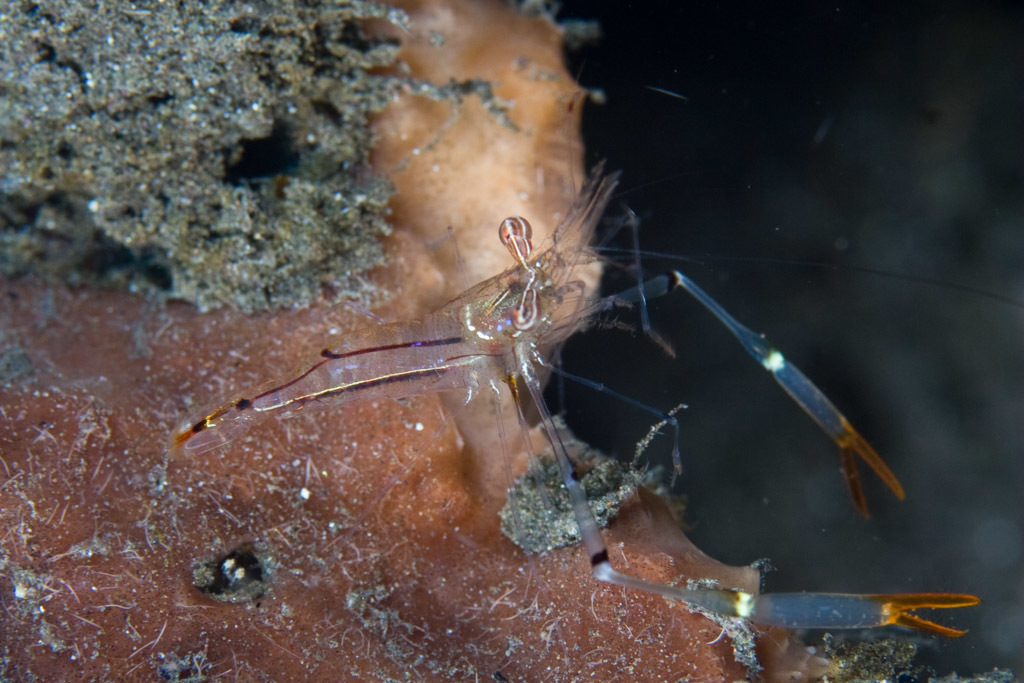 Glass shrimp