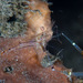 Glass Shrimp - Photo (c) Mark Rosenstein, some rights reserved (CC BY-NC)