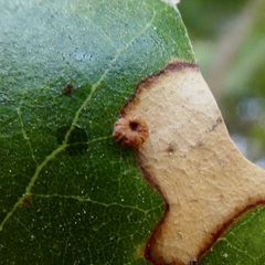 Dryocosmus minusculus