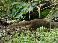 Urva auropunctata