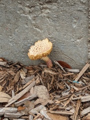 Gymnopilus luteofolius