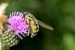Helophilus trivittatus