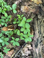 Akebia
