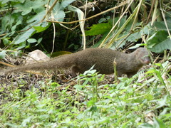 Urva auropunctata