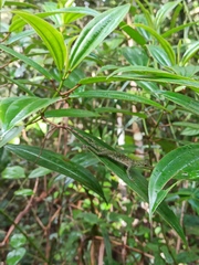 Anolis punctatus