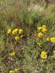 Hymenothrix dissecta