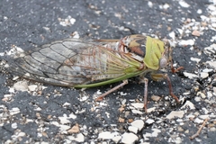 Megatibicen pronotalis