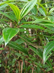 Anolis punctatus