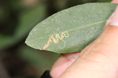Stigmella rhamnella