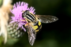 Helophilus trivittatus