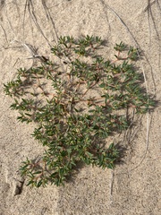 Euphorbia polygonifolia