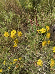 Hymenothrix dissecta