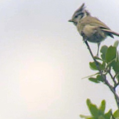 Baeolophus wollweberi