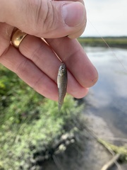 Fundulus diaphanus