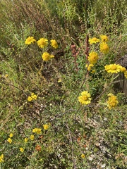 Hymenothrix dissecta