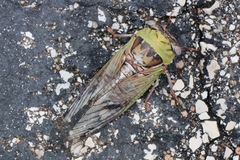 Megatibicen pronotalis