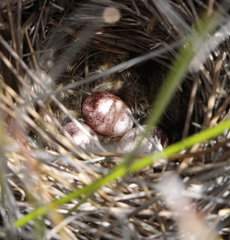 Poodytes punctatus vealeae